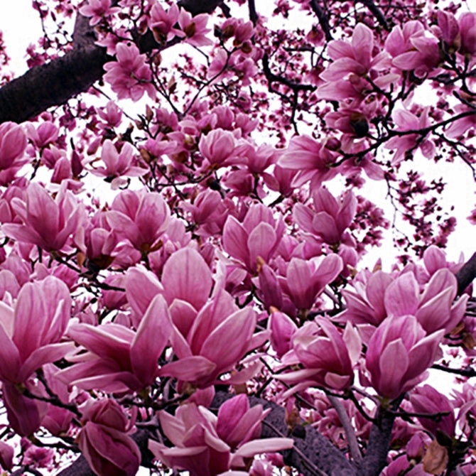 Magnolia Lily Seeds (Magnolia liliflora) – 10 Pink Flowering Seeds