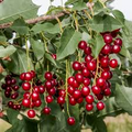 Choke Cherry Tree Prunus virginiana - Bare Root Starter Plant 14-18"