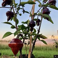 Purple UFO Pepper Seeds - Heirloom, Non-GMO, Mildly Spicy 15 Seeds