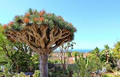 10 Draco Dragon Tree Seeds (Dracaena draco) – Rare Ornamental Seed Pack
