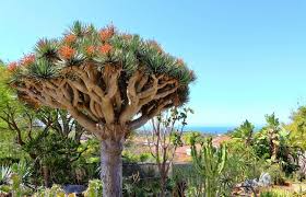 10 Draco Dragon Tree Seeds (Dracaena draco) – Rare Ornamental Seed Pack