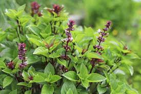 Thai Basil Seeds (Ocimum basilicum var. thyrsiflora) - Heirloom, Non-GMO