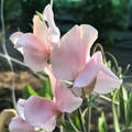 Harvey’s Blush Sweet Pea Seeds - 50 Seed Pack, Lathyrus odoratus, Climbing Vine for Trellises and Bouquets