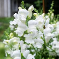 Antirrhinum majus Royal Bride Snapdragon Seeds – 1000+ Pure White Fragrant Blooms