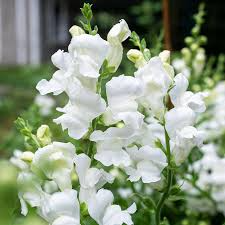 Antirrhinum majus Royal Bride Snapdragon Seeds – 1000+ Pure White Fragrant Blooms