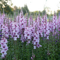 Costa Summer Lavender III Snapdragon Seeds (Antirrhinum majus) — 1000+ Soft Lavender Seeds
