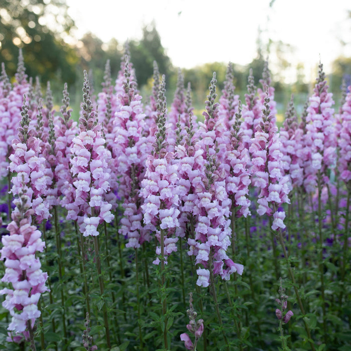 Costa Summer Lavender III Snapdragon Seeds (Antirrhinum majus) — 1000+ Soft Lavender Seeds