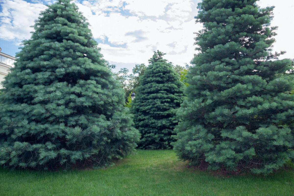 California White Fir Tree Seeds (Abies concolor) – 30 Seeds for Planting, Evergreen Conifer
