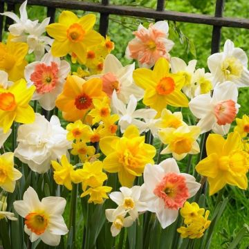 Yellow Daffodils (Narcissus) Bare Root Plants - 20 Live Perennial Bulbs