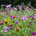 Wildflower Mix Butterfly & Hummingbird Seeds - 1000 Heirloom Non-GMO Pollinator Garden