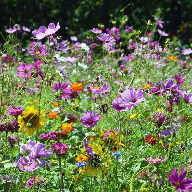 Wildflower Mix Butterfly & Hummingbird Seeds - 1000 Heirloom Non-GMO Pollinator Garden