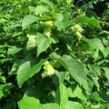 American Hazelnut Tree Corylus americana - Bare Root Plant 2'-3' | Single