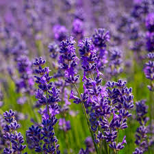 Vera Lavender (Lavandula angustifolia) - 100 Seeds Non-GMO Heirloom, Aromatic Herb