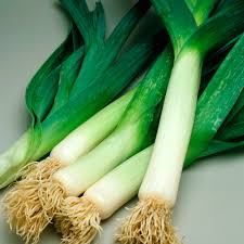 American Flag Leek Seeds - Allium ampeloprasum, Heirloom, Non-GMO, 150 Seeds