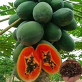 Caribbean Red Lady Papaya Seeds - 20 Non-GMO Carica Papaya Seeds for Indoor or Outdoor Growing
