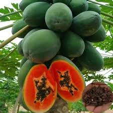 Caribbean Red Lady Papaya Seeds - 20 Non-GMO Carica Papaya Seeds for Indoor or Outdoor Growing