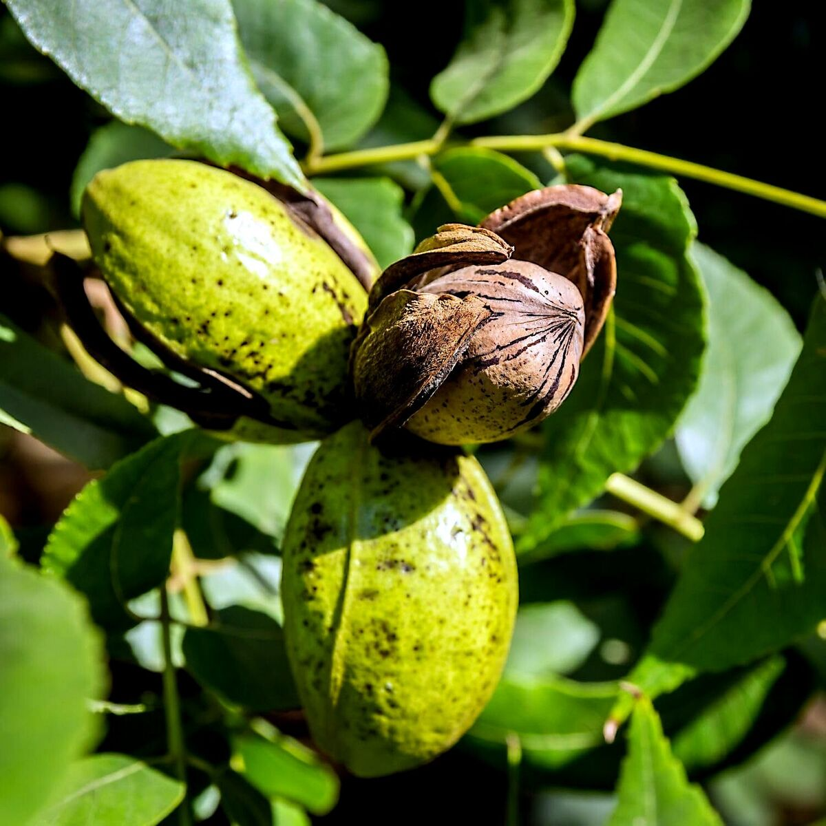 Northern Pecan Tree Seedling | 12-18" Live Tree Seedling for Zones 4-9 (CA exception)