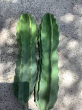 Cereus Peruvianus 12" Top Cutting | Peruvian Apple Cactus Starter Plant