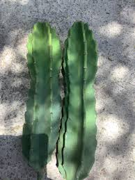 Cereus Peruvianus 12" Top Cutting | Peruvian Apple Cactus Starter Plant