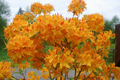 Golden Lights Deciduous Azalea Starter Plant | Yellow Rhododendron, Northern Lights Series