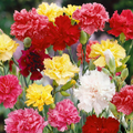 Carnation Grenadin Double Mix Seeds (Dianthus caryophyllus) - 200 Seeds