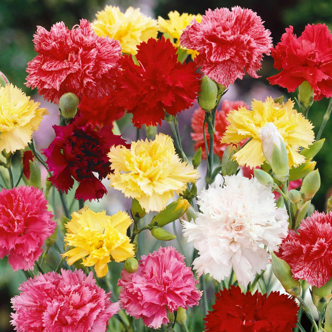 Carnation Grenadin Double Mix Seeds (Dianthus caryophyllus) - 200 Seeds