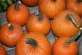 Small Sugar Pumpkin Seeds Cucurbita pepo - 1g, Heirloom, Non-GMO, For Pies & Baking
