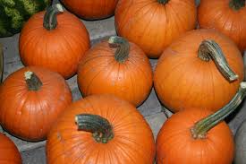 Small Sugar Pumpkin Seeds Cucurbita pepo - 1g, Heirloom, Non-GMO, For Pies & Baking