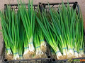 Onion Evergreen Bunching Seeds - 250 mg, Perennial Hardy Green Onion for Vegetables