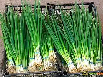 Onion Evergreen Bunching Seeds - 250 mg, Perennial Hardy Green Onion for Vegetables