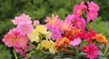 Lewisia Rainbow Mix - Live Starter Plant, Hardy Succulent with Colorful Blooms