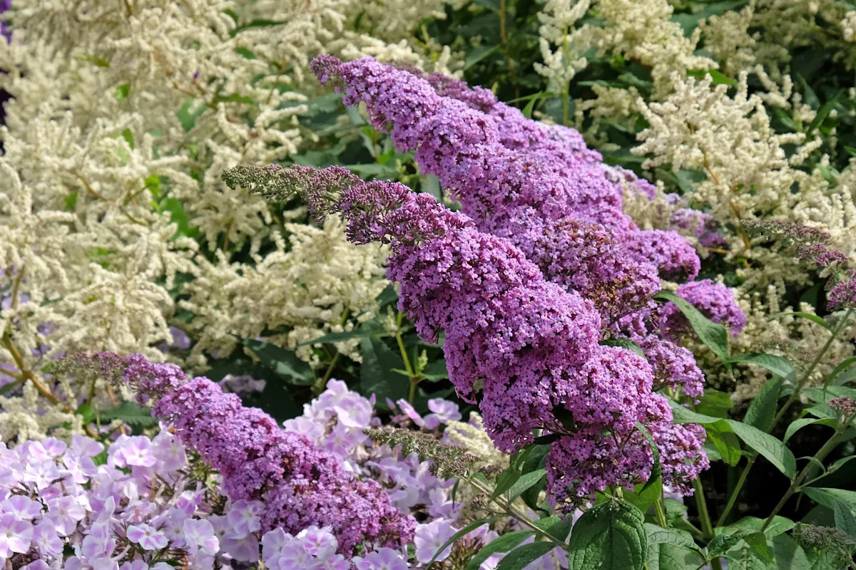 Purple Butterfly Bush Cuttings (7) - Unrooted 6" Starter Plants, Buddleja davidii, Zones 5-9