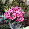 Rose Mallow Tanagra Hot Pink Seeds – 100 Non-GMO Perennial Blooming Plant for Pollinator Garden