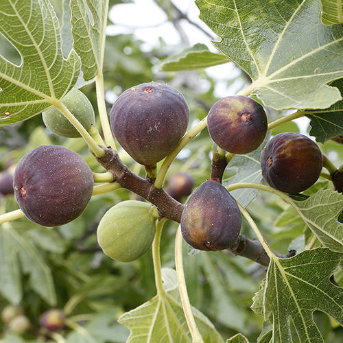Fig Tree Cuttings - 5 Organic Unrooted 8" Ficus Carica for Propagation