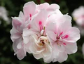 White Pink Pelargonium peltatum Trailing Ivy Geranium - 2 Live 6" Cuttings