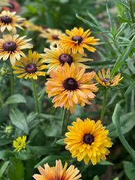 Rudbeckia Sahara Mix Seeds - 200+ Seeds for Drought-Tolerant, Pollinator-Friendly Garden