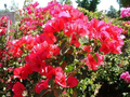 Double Red Bougainvillea Starter Plant | Well-Rooted | USA Grown