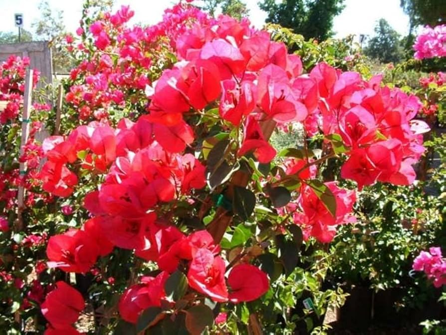 Double Red Bougainvillea Starter Plant | Well-Rooted | USA Grown