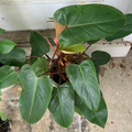 Red Emerald Philodendron Erubescens - Fully Rooted 17" Tall Climbing Starter Plant