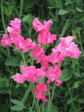 Milly Sweet Pea Seeds (50+ Seeds) - Lilac Fragrant Climbers for Trellises & Bouquets
