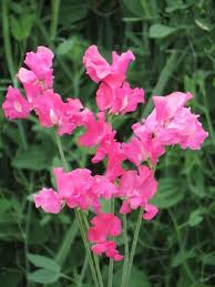 Milly Sweet Pea Seeds (50+ Seeds) - Lilac Fragrant Climbers for Trellises & Bouquets