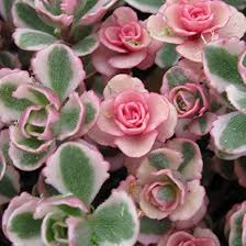Tricolor Sedum Spurium Variegated Stonecrop - 4 Live Cuttings (2"-4")