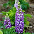 Perennial Blue Lupine Seeds (Lupinus polyphyllus) - 500mg, Pollinator-Friendly Wildflower