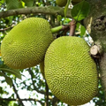10 Fresh Red Jackfruit Seeds - Artocarpus heterophyllus Starter Plant