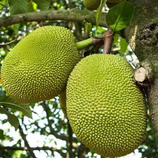 10 Fresh Red Jackfruit Seeds - Artocarpus heterophyllus Starter Plant