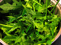 Chaya Mexican Tree Spinach Unrooted Cuttings - 10 Organic Cnidoscolus aconitifolius