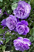 Purple Climbing Rose Seeds - 20 Rare Vining Rose Seeds for Trellises & Arches