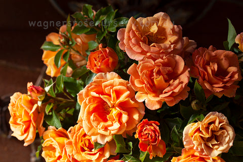 Pumpkin Patch Rose Starter Plant - 6-10" Tall, Orange-Brown Blooms, Full Sun