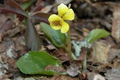 Yellow Violets (Viola Rotundifolia) Bare-Root Starter Plants - 4–24" Growth