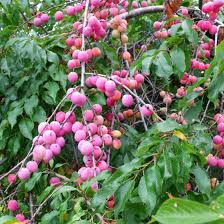 American Plum Tree (Prunus americana) - 2 ft Tall Live Fruit Tree, Ready to Plant